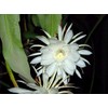 5 Cuttings×6” Epiphyllum Oxypetalum Queen of The Night Orchid (TYK)