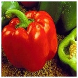Organic California Wonder Bell Pepper - 50 Seeds Bulk Vegetable Seed