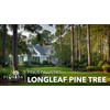 Longleaf Pine Tree | 30 Live Plants | Pinus Palustris