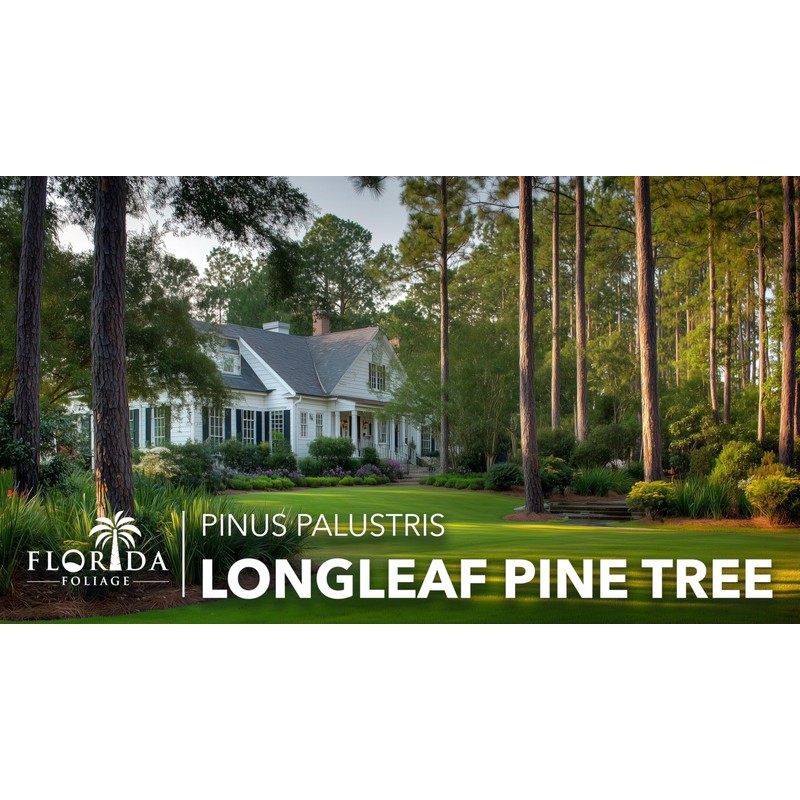 Longleaf Pine Tree | 30 Live Plants | Pinus Palustris