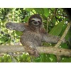 Three Toed Sloth Poster Photo Cute Wild Animals Posters 11x14