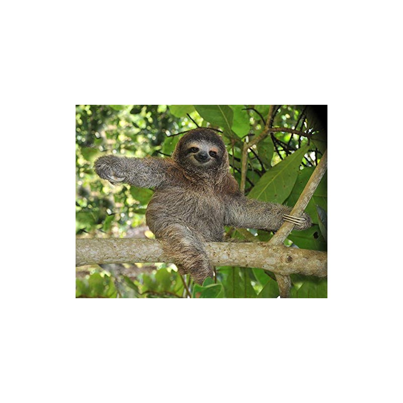 Three Toed Sloth Poster Photo Cute Wild Animals Posters 11x14