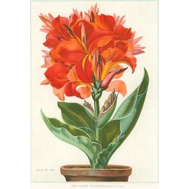 Ever-Blooming Canna Lily - Vintage Image