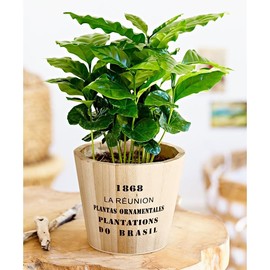 KIRA SEEDS - Arabian Coffee Tree - Mountain Plant - Perennial Ornamental Tree for Planting - GMO Free