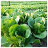 Everwilde Farms - 1/4 Lb Bibb Lettuce Lettuce Seeds -