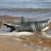 Megalodon Great White Shark, Sea Animals, Fish, Animal Set, 11