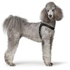 HUNTER Dimaro Dog Harness, Colour: Black, Soft and Robust Cowhide