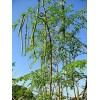Buy Rare Seeds Moringa oleifera PKM2 | 5_Seeds