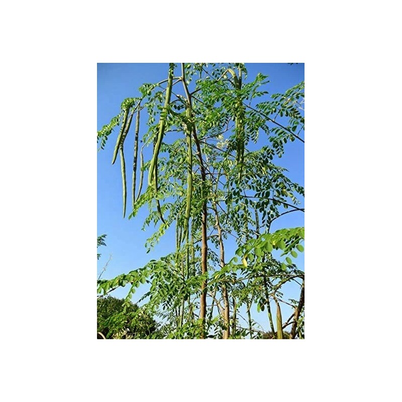 Buy Rare Seeds Moringa oleifera PKM2 | 5_Seeds