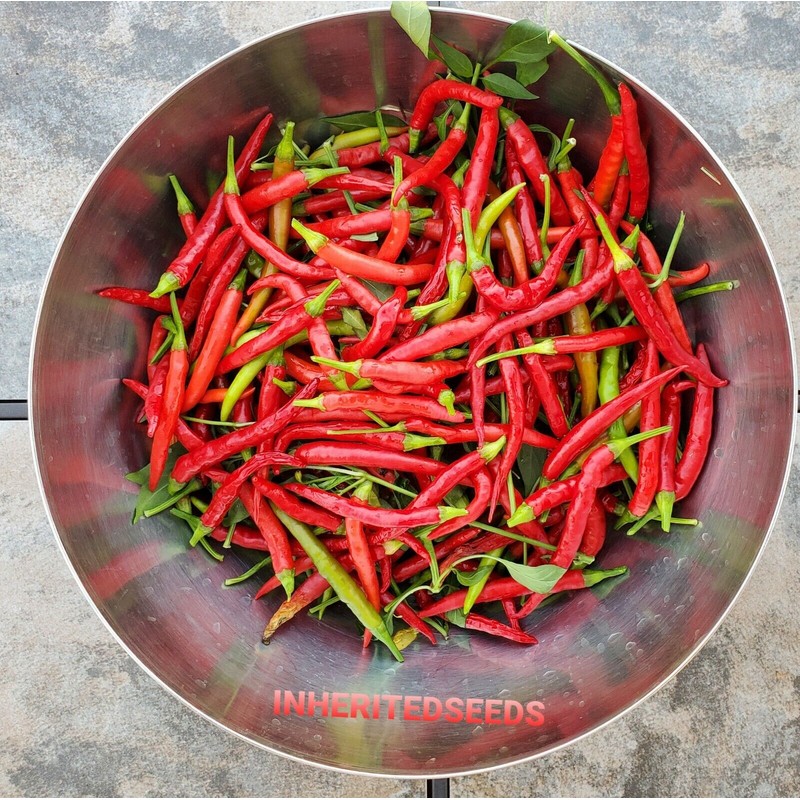 home grown Thai Chilli Super 30+ HEIRLOOM Seeds Very High