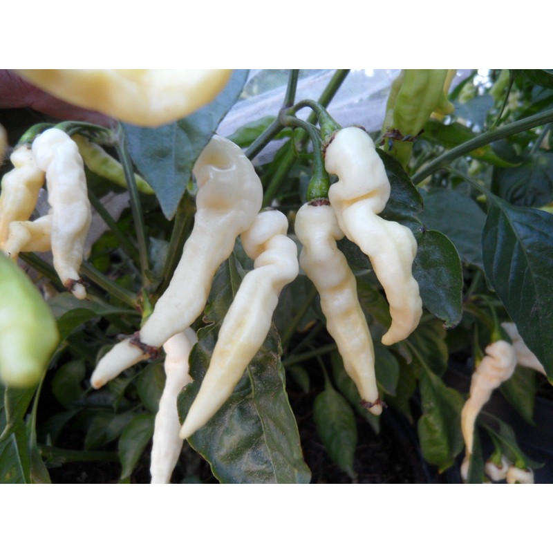 Murupi Amarela Pepper 10+ Seeds
