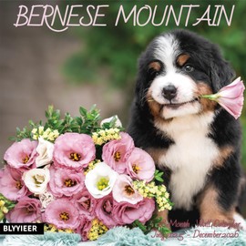 2025-2026 Wall Calendar,Bernese Mountain Wall Calendar, 12" x 24" Open,Family Planner Calendar Organizer with Bernese Mountain dog Images, for Dogs Lovers
