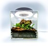 Generic Tiny Terrarium Kit for Springtails (4x4 inch) - BioActive