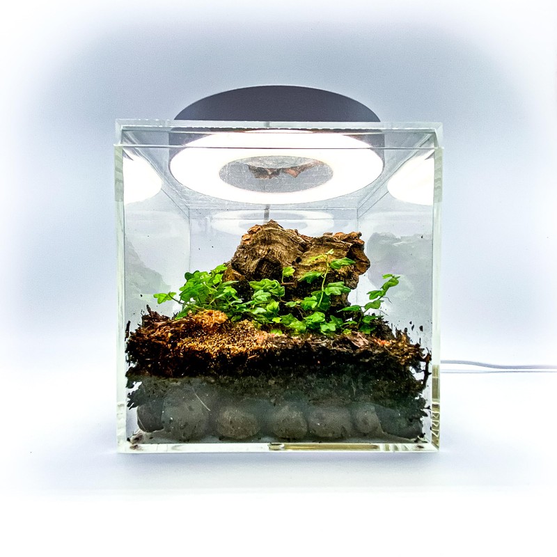 Generic Tiny Terrarium Kit for Springtails (4x4 inch) - BioActive