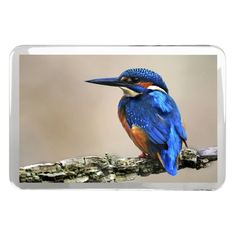 1 x Fridge Magnet -Blue Kingfisher Classic Fridge Magnet -