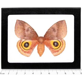 BicBugs Automeris Io Female Pink Orange Saturn Moth Indiana USA Framed