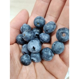Blueberry Natural Light Fatigue Relief Food 500g 1ea / 블루베리 자연산 담백한 피로회복 식품 500g 1개
