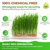 Todd's Seeds Wheatgrass Seeds; Hard Red Winter Wheat, Non-GMO, Chemical