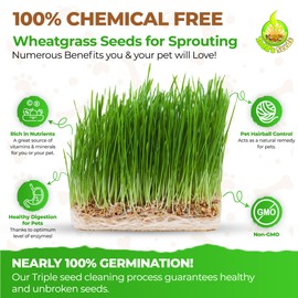 Todd's Seeds Wheatgrass Seeds; Hard Red Winter Wheat, Non-GMO, Chemical Free, High Germination (One Pound)
