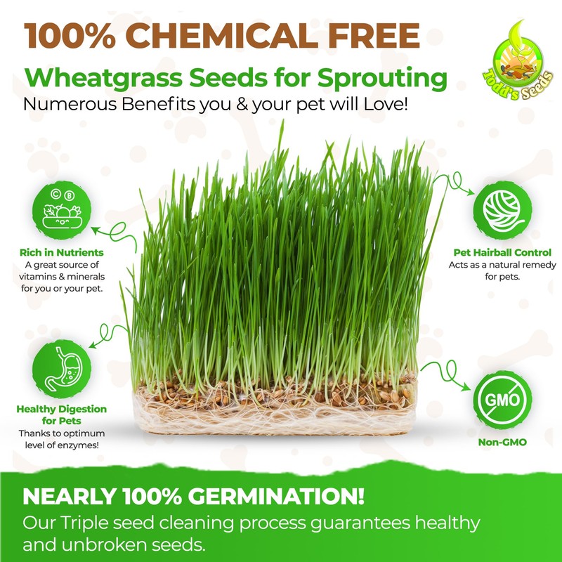 Todd's Seeds Wheatgrass Seeds; Hard Red Winter Wheat, Non-GMO, Chemical