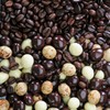 Dilettante Espresso Blend Espresso Beans In Semisweet, Milk and White
