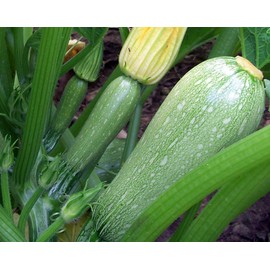 TomorrowSeeds - Grey Zucchini Seeds - 20+ Count - for 2025 Planting Mexican Gray Zucchini Summer Squash Kousa Calabacita Courgette Marrow Harakun Garden Vegetable Fresh Grow Your Own Home Farm Patio