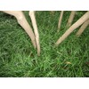 Classy Groundcovers, Liriope spicata, Ophiopogon spicatus (50 Bare Root Plants)