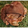 Vivid Arts Sleeping Baby Red Squirrel in Leaf | Resin