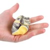 2.5" Squish Money Squeeze Money Roll