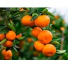 40 Pcs Orange Seeds Planting for Outdoor Indoor