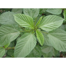 2000 Egyptian Spinach Seeds - Rau Day - Corchorus Olitorius Molokhia, Ewedu, Jute, Saluyot Seeds| Non GMO | Organic | Heirloom