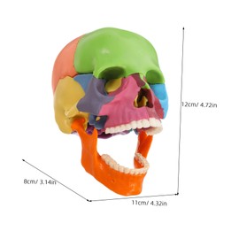 ABOOFAN Colored Detachable Human Skull Model for Distinct Color Coding for Easy Identification for Medical Schools and Training Institutions Educational Anatomy Tool