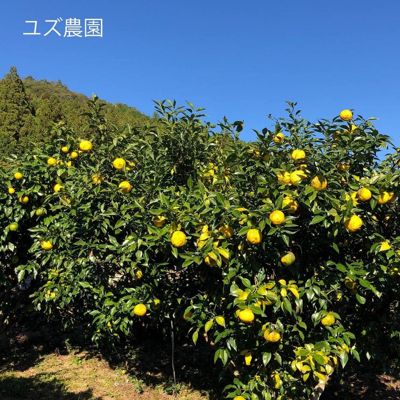 柚子 Water yuzu Water 500ml [Skin Care Product]