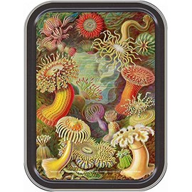 Stash Tins - Mushrooms Storage Container 4.37" L x 3.5" W x 1" H