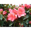 Azalea 'Blaauw's Pink' (Azalea) Shrub, salmon pink, #3 - Size