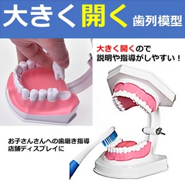 MIMIA Teeth Exploration Model Dental Implant Dental Model Upper and Lower Jaw Model Therapy Description Removable Wide Open Education Learning Children Teeth Model Teeth Model Teeth Toothpaste Instruction Orthodontic