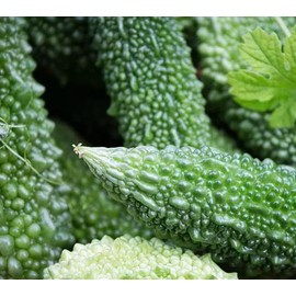 15 Bitter Melon Seeds: Heirloom Bitter Gourd, Easy to Plant (Non-GMO)