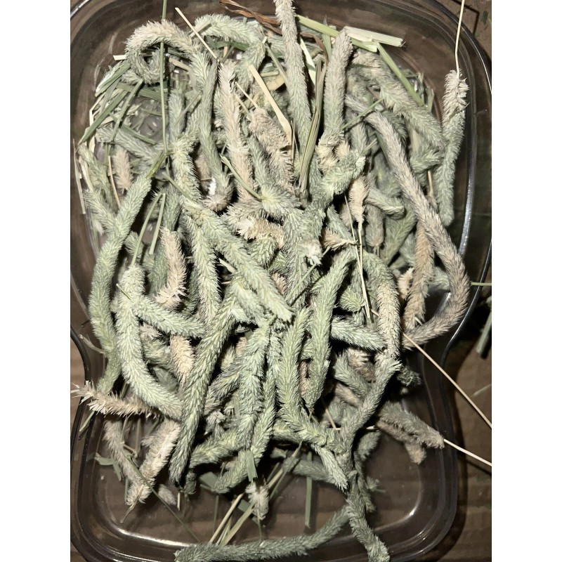 aroura Timothy Hay Heads, Tips, Great Treat For your Small