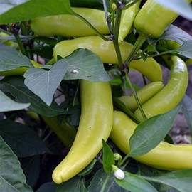 Hungarian Yellow Wax Hot Pepper Garden Seeds - 1 Oz - Non-GMO, Heirloom Vegetable Gardening Seed