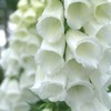 Outsidepride Foxglove White - 5000 Seeds