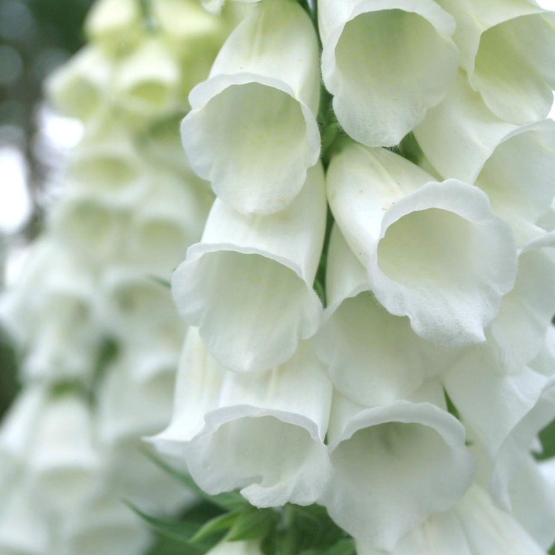 Outsidepride Foxglove White - 5000 Seeds