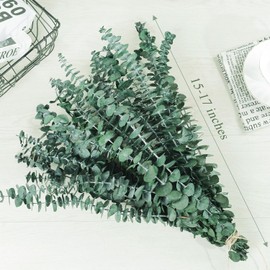 Eucalyptus for Shower Hanging with Dried Preserved Eucalyptus Stems for Shower Decor, Real Eucalyptus Plant Made for Natural Fresh Leaves, Arrangement for Home, Bathroom, Wedding, Vase Filler