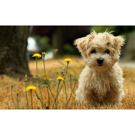 ChezMax Dog Magnetic Mailbox Cover Mailbox Wraps for Outside Garden Post Letter Box Cover Home Decor Standard Size Dog & Daisy