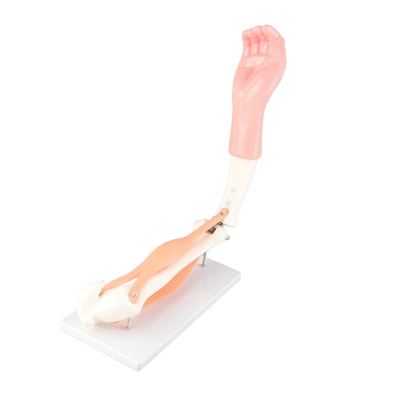 Arm Moving Model Anatomical Elbow Joint Motion Model Primary School