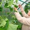 Trellis Net - Vaktop Cucumber Net with 50 Plant Ties,
