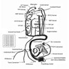 Nakkaa 4L80E Stand Alone Wiring Harness Compatible with DBC LS1