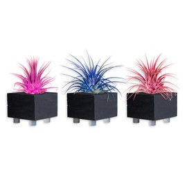 Air Plants - Tillandsia Ionantha - Organically Enhanced Color - Live Arrival Guaranteed - House Plants for Home Decor & Gift (Pink_Coral_Blue_Mix_3pk+3_Black_Planters)