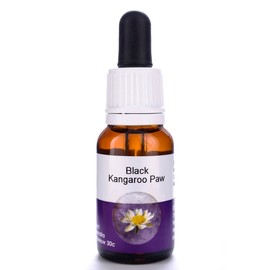 Living Essences Black Kangaroo Paw 15ml