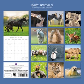 TGSC | Baby Animals 2026 Calendar 16 Month (Sept 2025-Dec 2026) Family Square Wall Calendar 2026 UK | Planner with Large Grid for Home or Office Organisation - Animals 2026/2025 Calendar UK