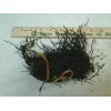 Ferns 20 Lady Fern Roots/Root Systems - Common Ladyfern Plants